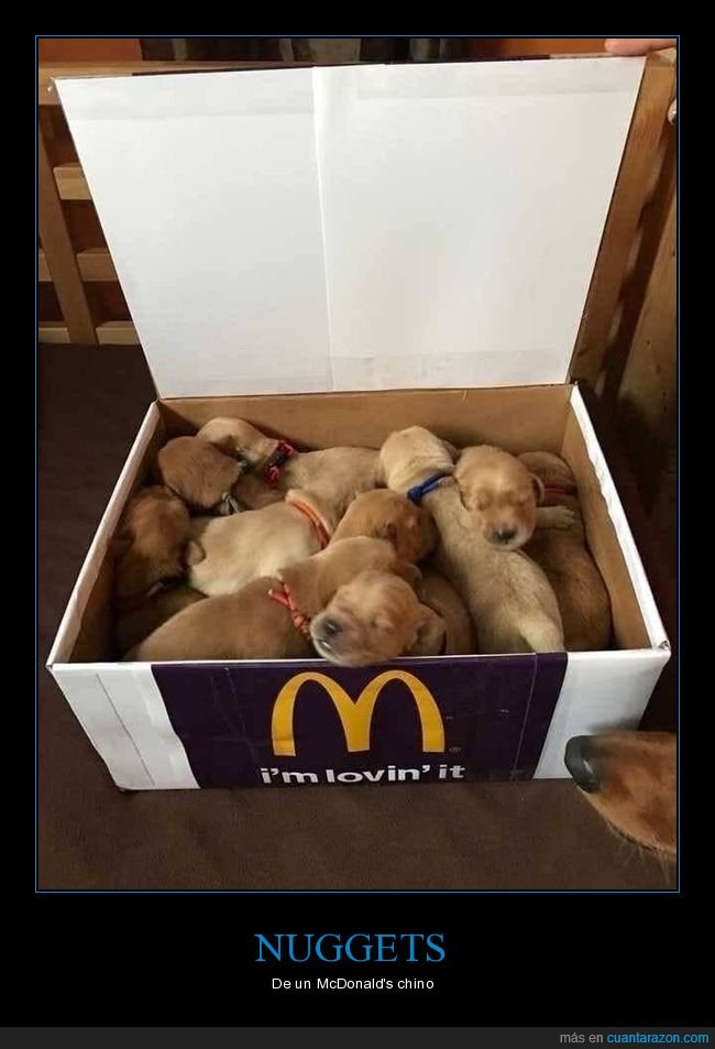 caja,mcdonald's,cachorros