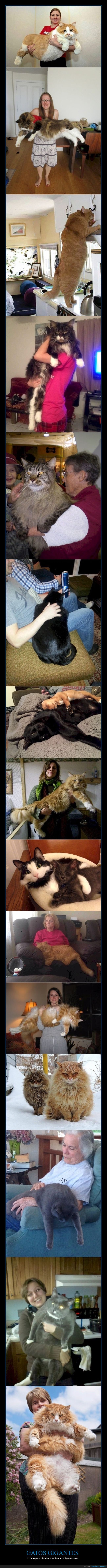 gatos,gigantes