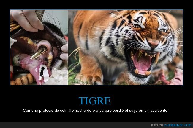 tigre,prótesis,oro,colmillo