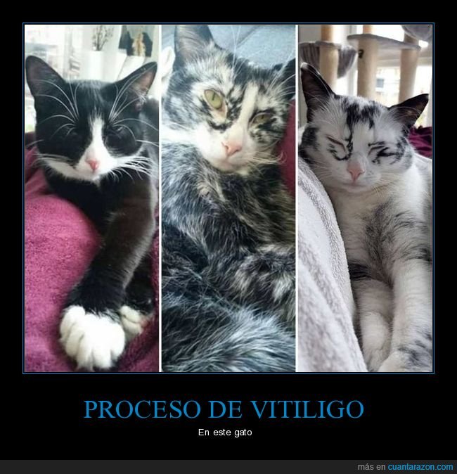 vitiligo,gatos,proceso