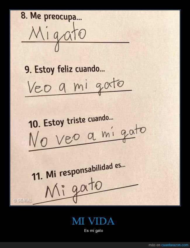 gato,preocupar,feliz,triste,responsabilidad