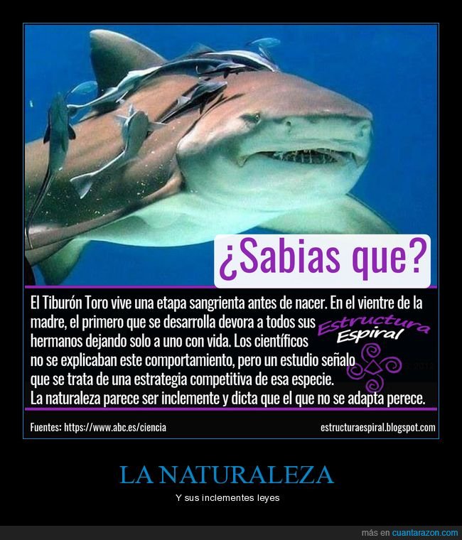 naturaleza,tiburón,curiosidades