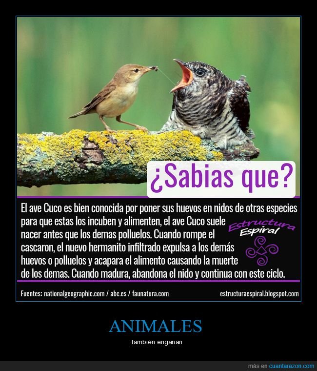 animales,engaño,ave,pajaros,naturaleza