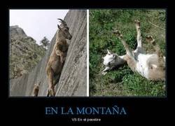 Enlace a Cosas de cabras