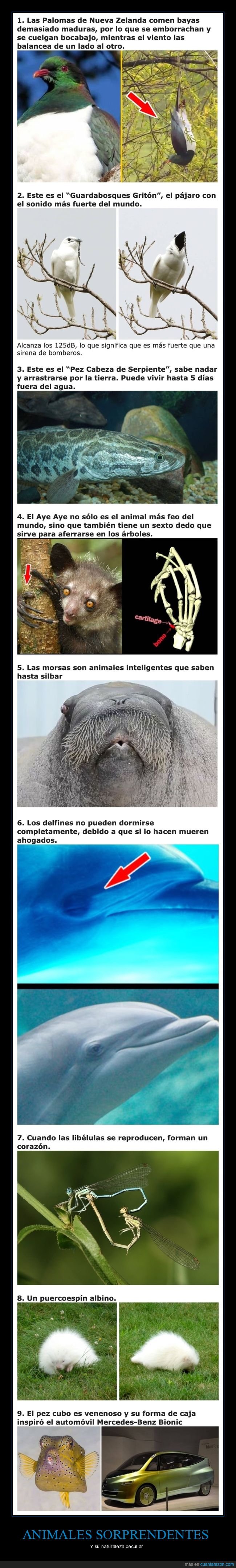 animales,raros,curiosidades