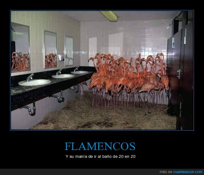 aseo,flamencos,wtf