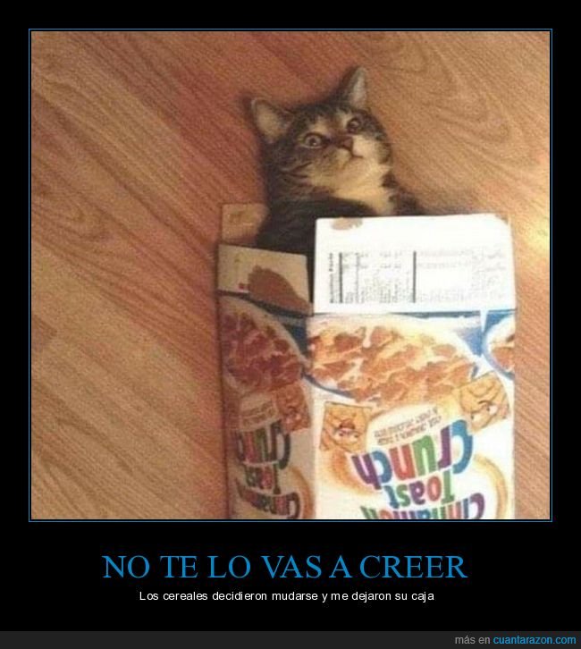 caja,cereales,gatos