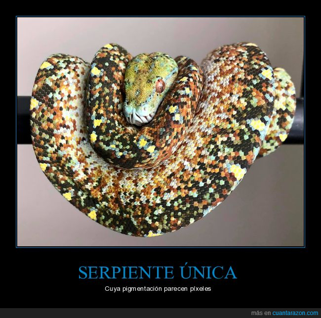 serpiente,pigmentación,píxeles