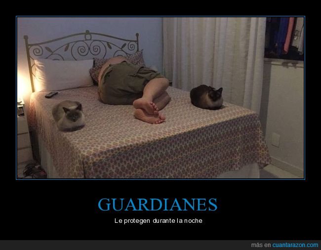 cama,durmiendo,gatos,wtf