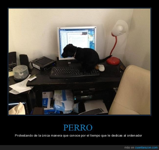 perros,cagando,ordenador,wtf