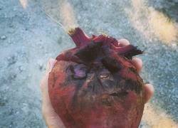 Enlace a Caprichos de la naturaleza