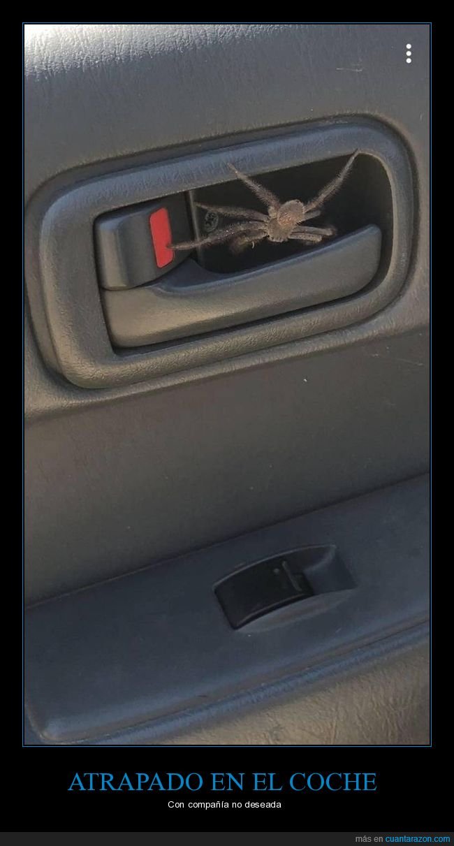coche,atrapado,araña