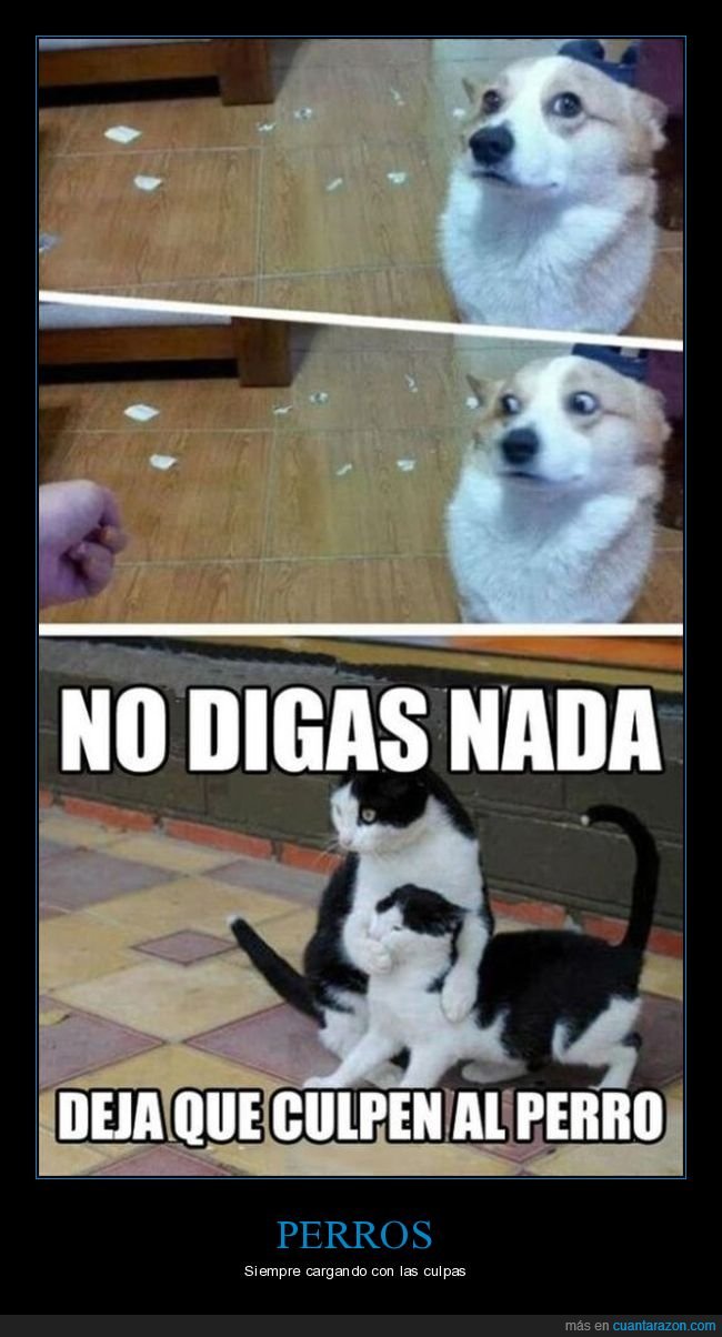 perros,gatos,culpas