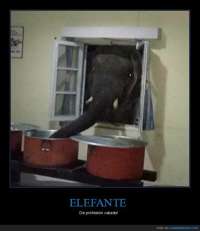 elefante,ventana,comida,wtf