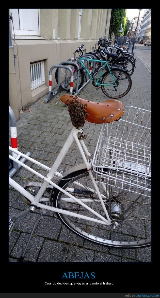 abejas,bicicleta,wtf,fails