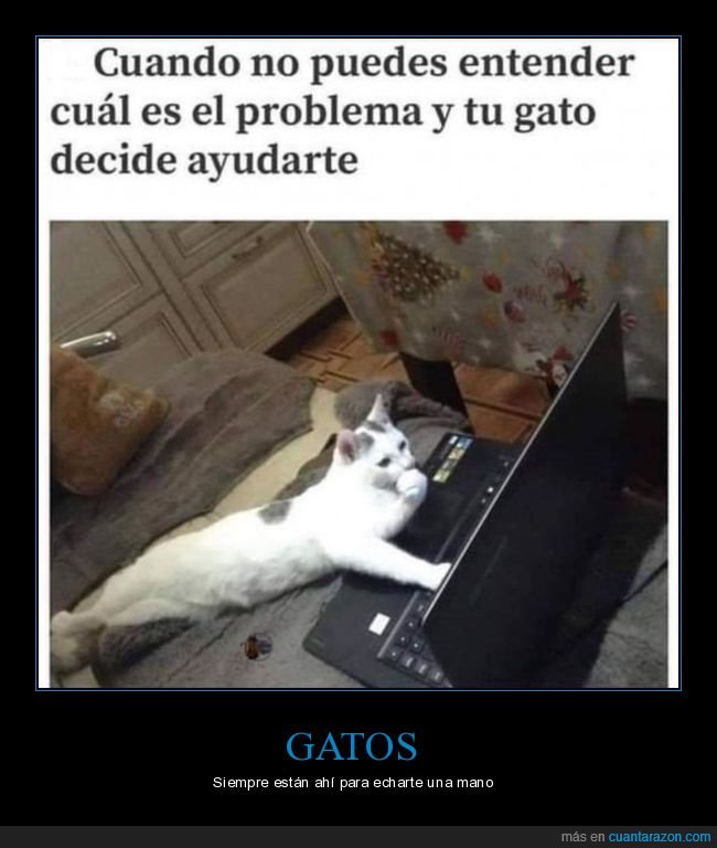 gatos,ayudando,ordenador