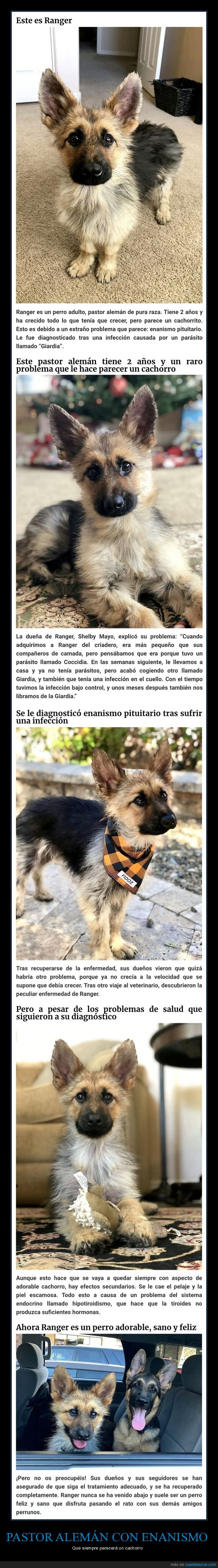 pastor alemán,enanismo,cachorro