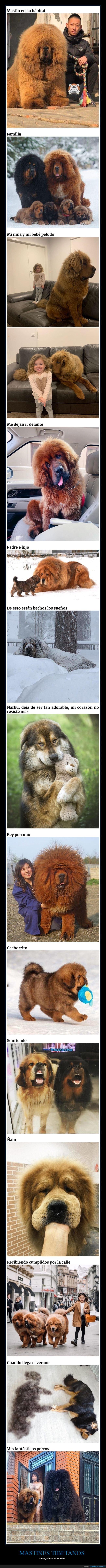 mastines tibetanos,perros,gigantes