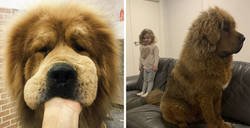 Enlace a La gente comparte fotos adorables y divertidas de sus mastines tibetanos