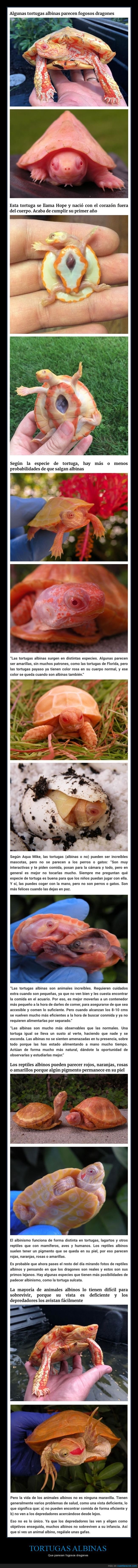 tortugas,albinas,curiosidades