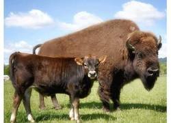 Enlace a Helen es una bisonte ciega, solitaria e ignorada por los demás animales… hasta que conoció a Oliver