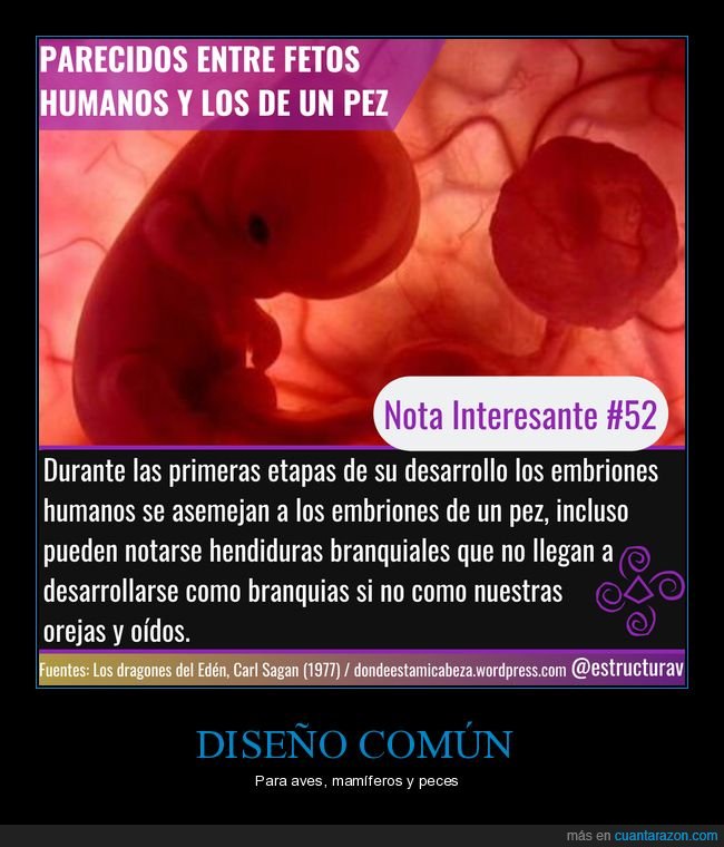 fetos,humanos,animales,parecidos,evolución