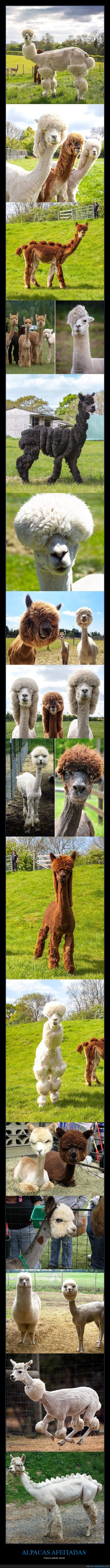 alpacas,afeitadas,wtf