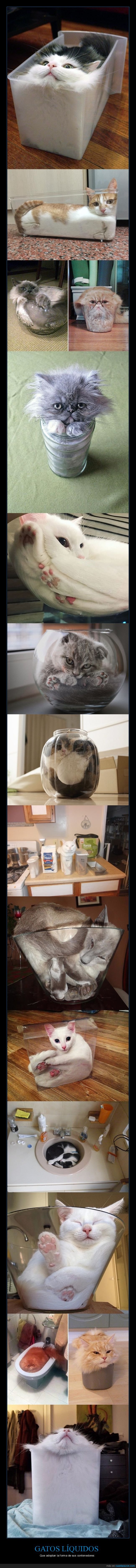gatos,líquidos,forma,contenedores