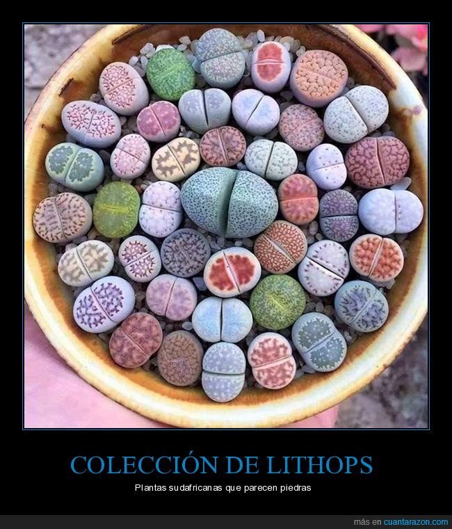 lithops,plantas,piedras