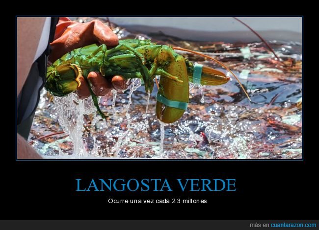 langosta,verde,curiosidades