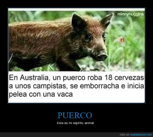 puerco,jabalí,cerveza,emborracharse,pelea,vaca