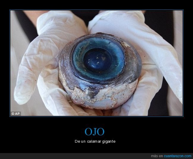 ojo,calamar,gigante