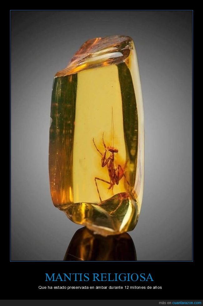 mantis,ámbar,preservada