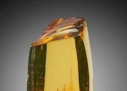 Enlace a Un insecto de otro tiempo