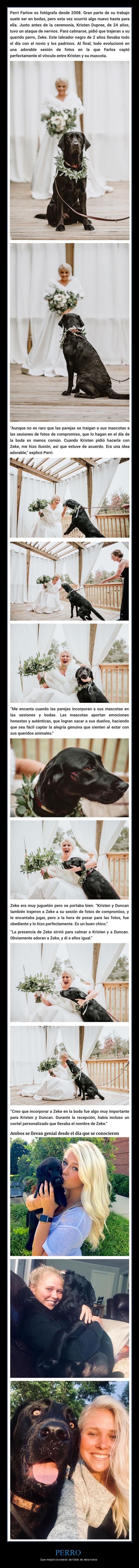 perro,sesión de fotos,novia