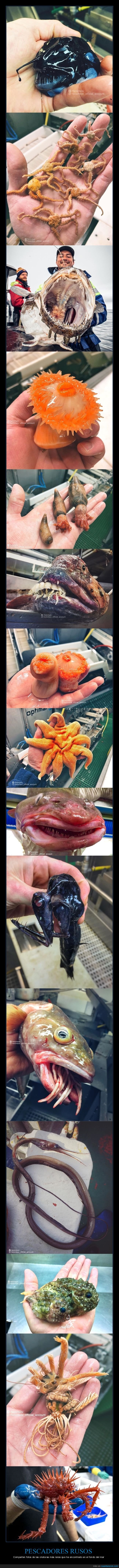 pescadores,rusos,criaturas,mar