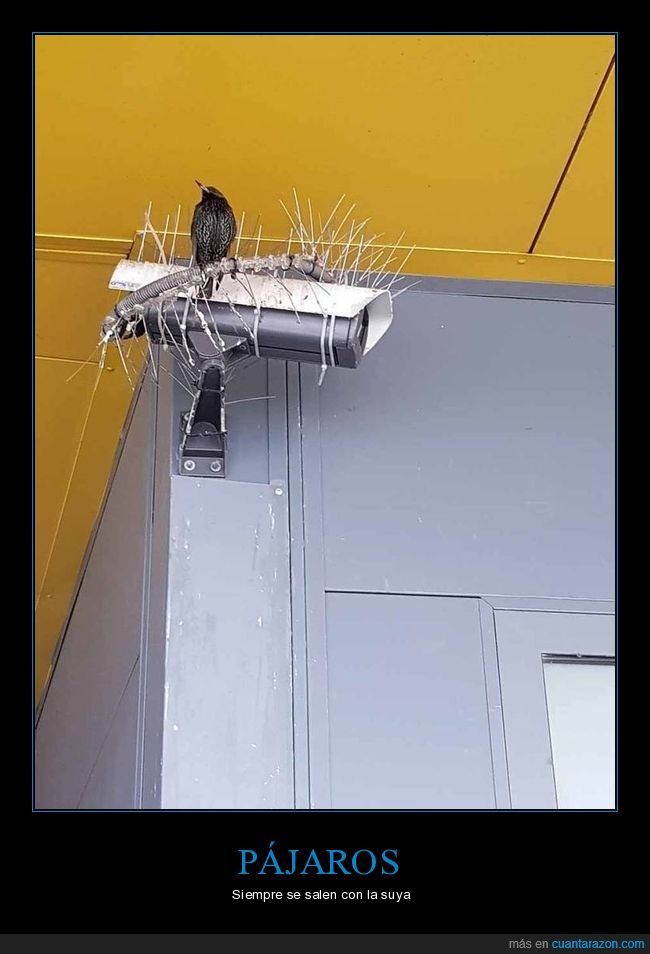 pájaro,pinchos,cámara