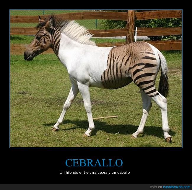 cebrallo,híbrido,cebra,caballo