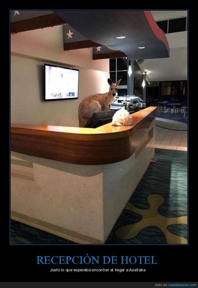 recepción,hotel,australia,canguro