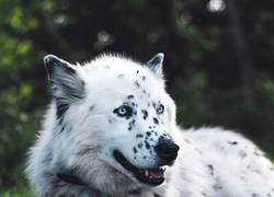 Enlace a Perrete híbrido