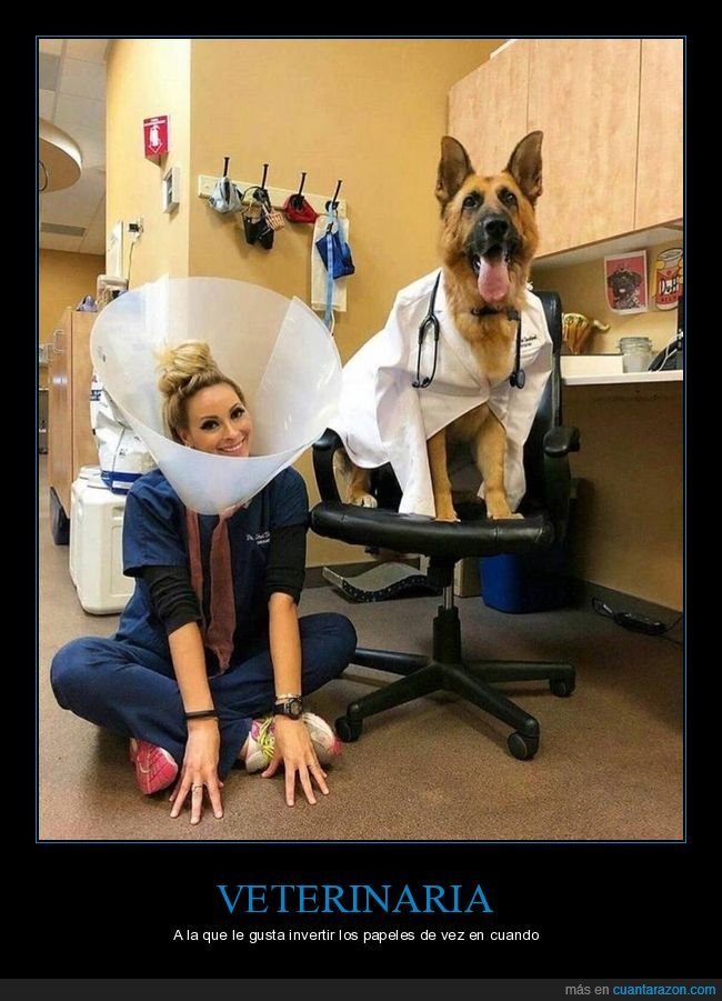 veterinaaria,perro,cono,invertir papeles