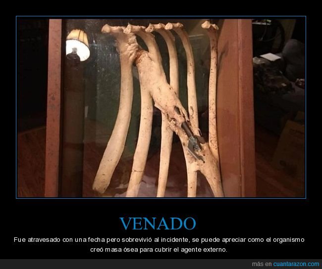 venado,flecha,masa ósea