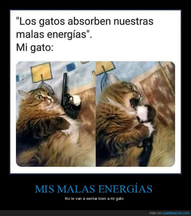 gatos,absorber,malas energías