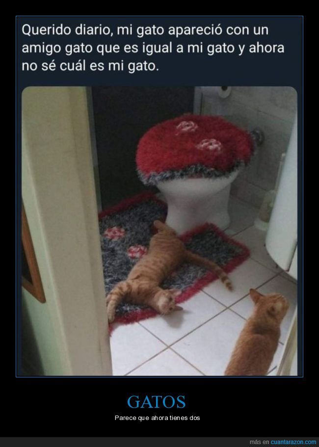 gatos,amigo,distinguir