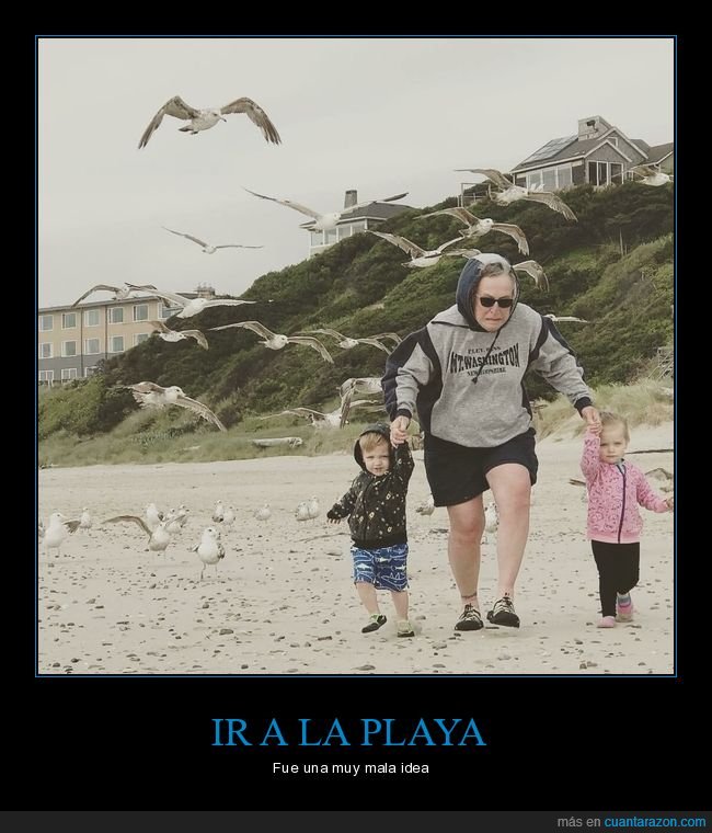 playa,gaviotas,persiguiendo