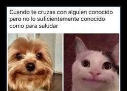 Enlace a La típica cara