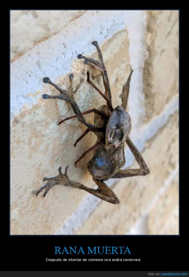 araña,rana,veneno,muerta