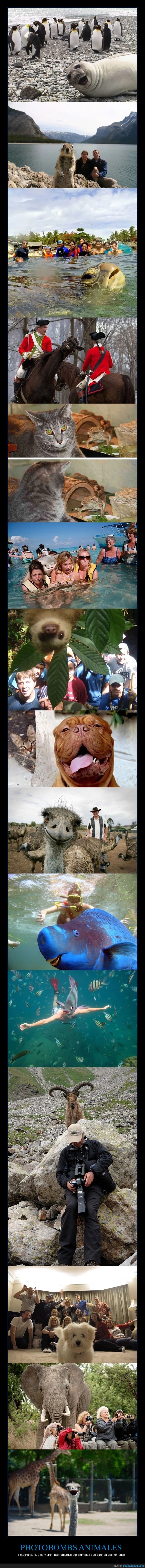 animales,photobombs,fotos