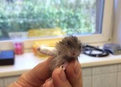 Enlace a Mini escayola