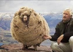 Enlace a La oveja rebelde